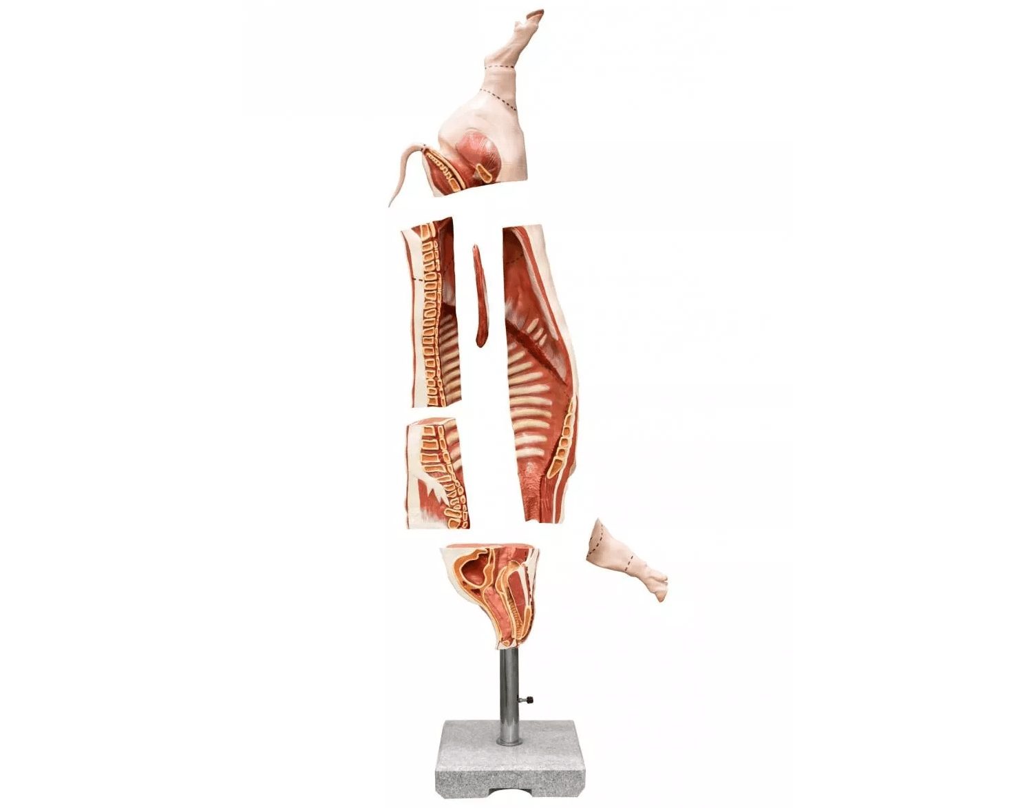 Schweine Kadaver Modell - Erler - Zimmer